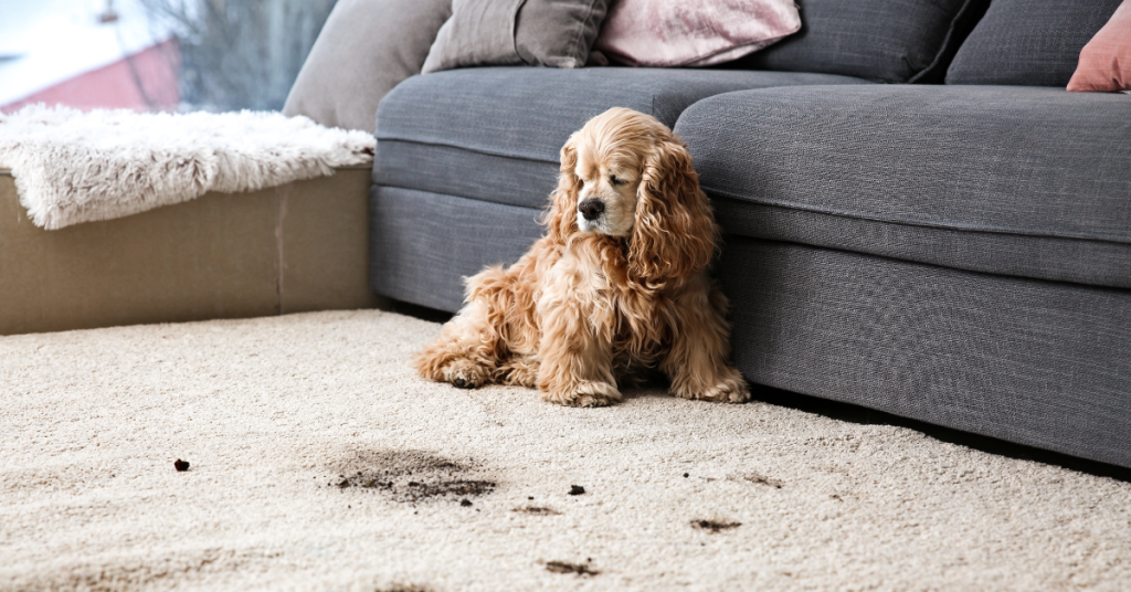 How To Safely Clean Your Home With Pets